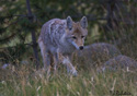 Canis latrans
